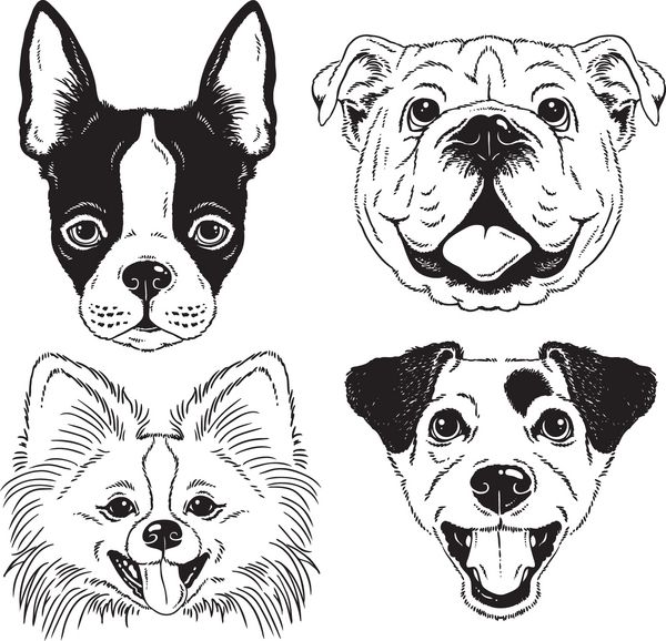 مجموعه ای از 4 صورت سگ بوستون تریر بولداگ انگلیسی اسباب بازی پامرانین جک راسل تریر طرح های وکتور سیاه و سفید