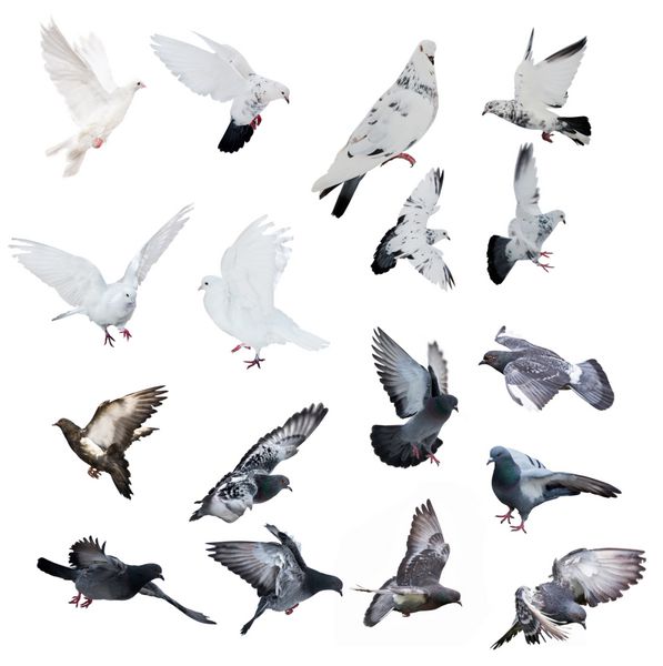 مجموعه ای از کبوترهای جدا شده در پس زمینه سفید