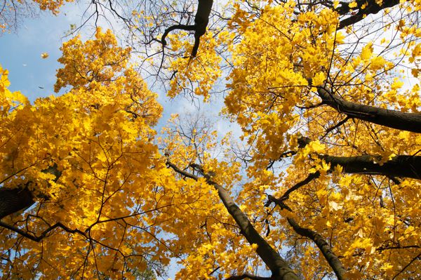 شاخ و برگ درخت طلایی و ریزش برگ در پارک شهر پاییزی نمای زیر