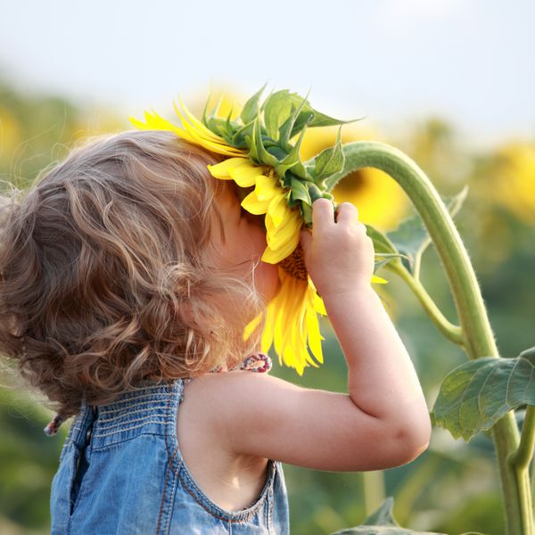 کودک ناز با گل آفتابگردان در مزرعه تابستانی