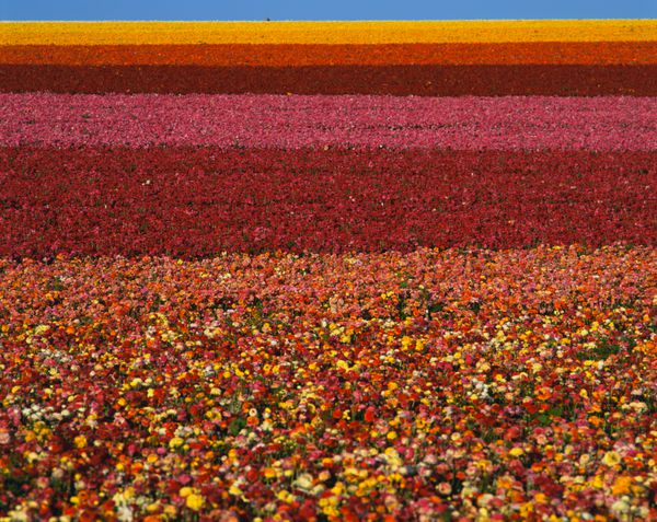 اینها مزارع گلهای رنوکولوس در بهار هستند رنگ گل ها از سفید زرد نارنجی تا صورتی و قرمز متغیر است
