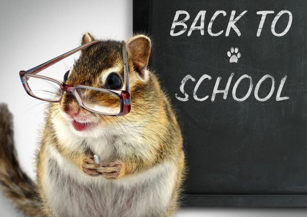 سنجاب خنده دار در عینک مفهوم بازگشت به مدرسه