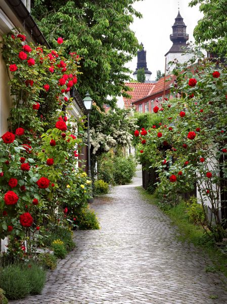 کوچه شگفت انگیز گل رز در شهر قرون وسطایی ویسبی