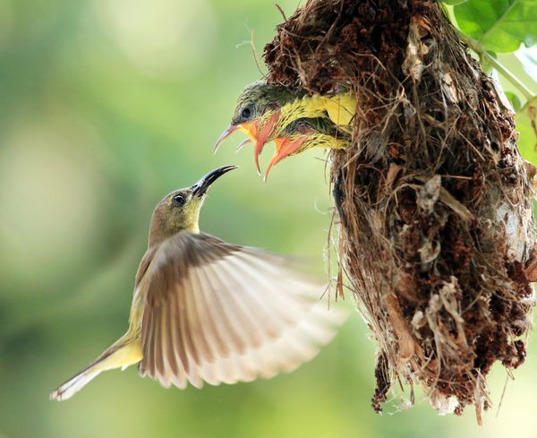 پرواز پرنده خورشیدی که به جوجه های تازه متولد شده غذا می دهد