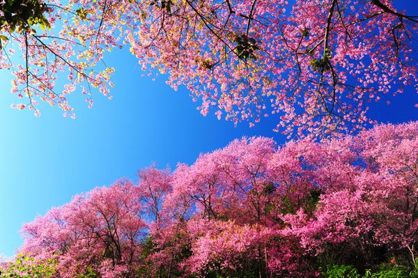 شکوفه های گیلاس صورتی فوق العاده با آسمان آبی