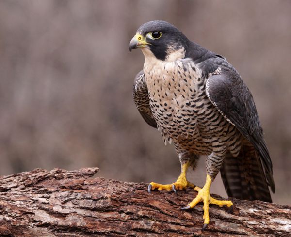 شاهین پرگرین Falco peregrinus روی یک کنده نشسته است این پرندگان سریع ترین حیوانات جهان هستند