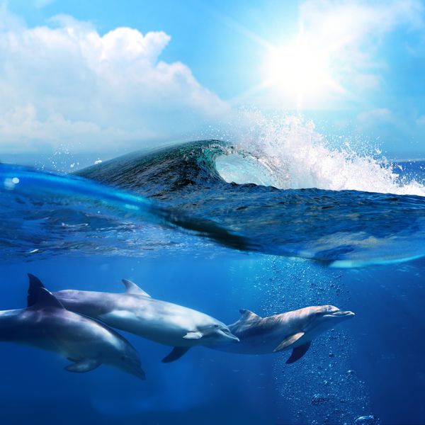دلفین های زیبای هاوایی در حال بازی در زیر موج موج سواری موج شکن اقیانوس