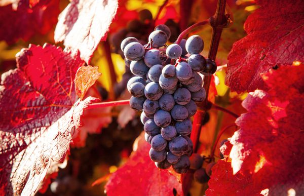 عکس ماکرو از انگور شراب قرمز عمق کم فوکوس