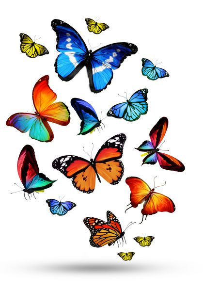 بسیاری از پروانه های مختلف در حال پرواز هستند