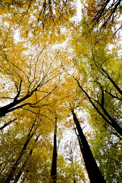 منظره پاییزی برگ های راش رنگی روشن روی شاخه ها در جنگل پاییزی