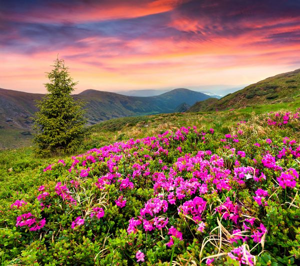 گل های رودودندرون صورتی جادویی در کوه ها طلوع تابستان تابستان