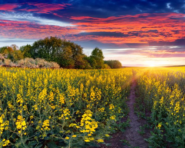 منظره تابستانی با مزرعه ای از گل های زرد طلوع خورشید