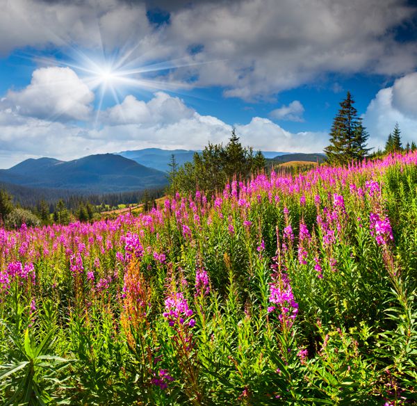 منظره تابستانی زیبا در کوه با گل های صورتی