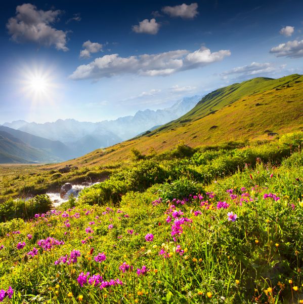 گلهای صورتی شکوفه در کوههای قفقاز