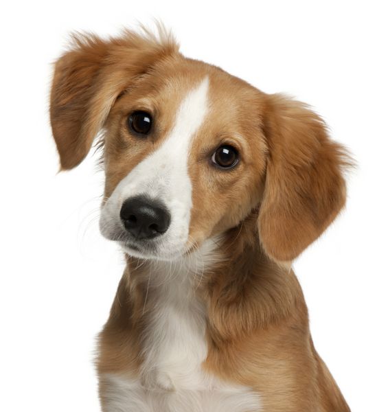 نمای نزدیک توله سگ 4 ماهه از نژاد مختلط در مقابل زمینه سفید
