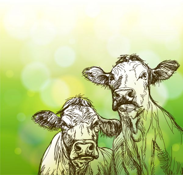 دو گاو پس زمینه بوکه سبز را ترسیم می کنند