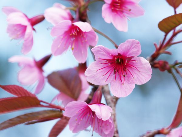 شاخه ای با شکوفه های ساکورا صورتی پس زمینه طبیعی