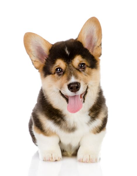 عکس سگ کارتونی برای پروفایل