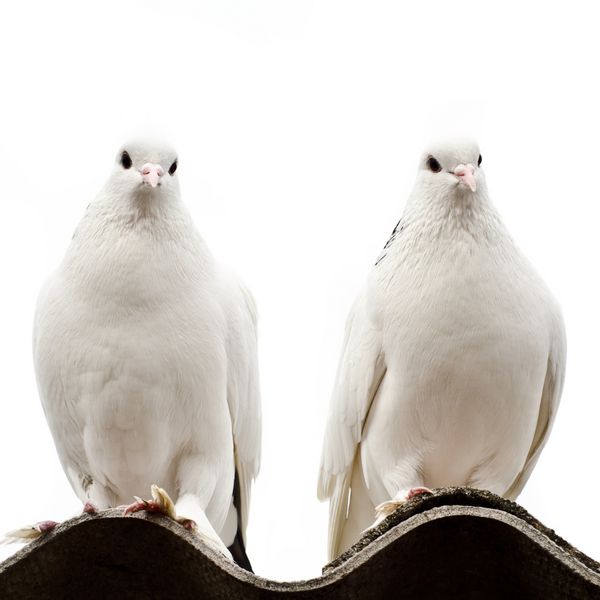 دو کبوتر روی سقفی جدا شده روی پس زمینه سفید