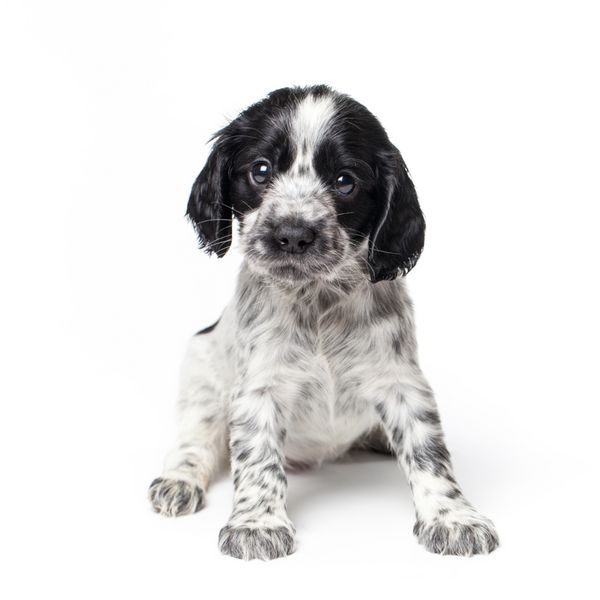 عکس سگ کارتونی برای پروفایل