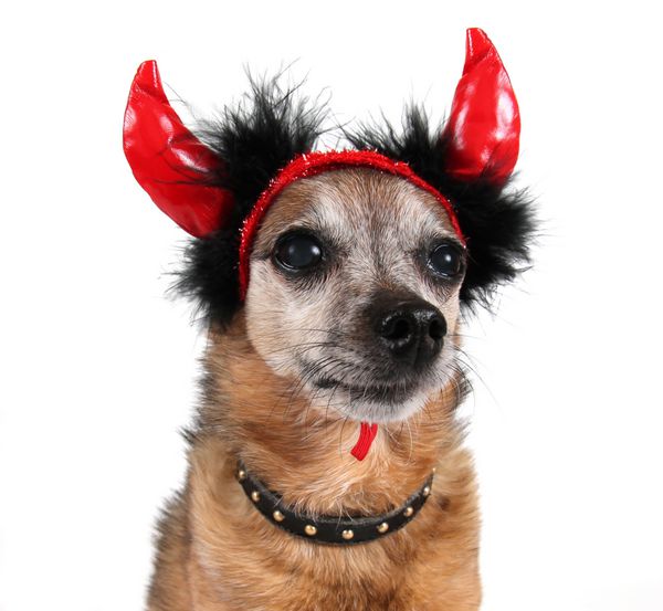 عکس پروفایل دختر با سگ هاسکی