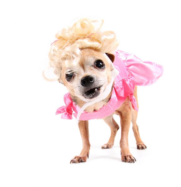 عکس پروفایل دختر با سگ هاسکی