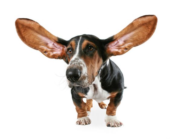 یک سگ شکاری با گوش های بزرگ