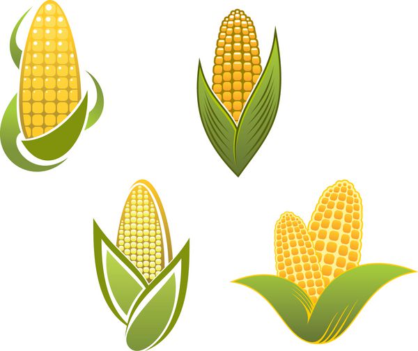 نمادها و نمادهای ذرت زرد برای طراحی کشاورزی