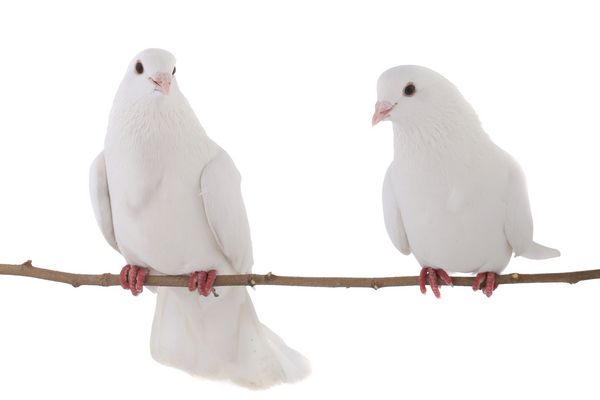 کبوتر سفید جدا شده در پس زمینه سفید