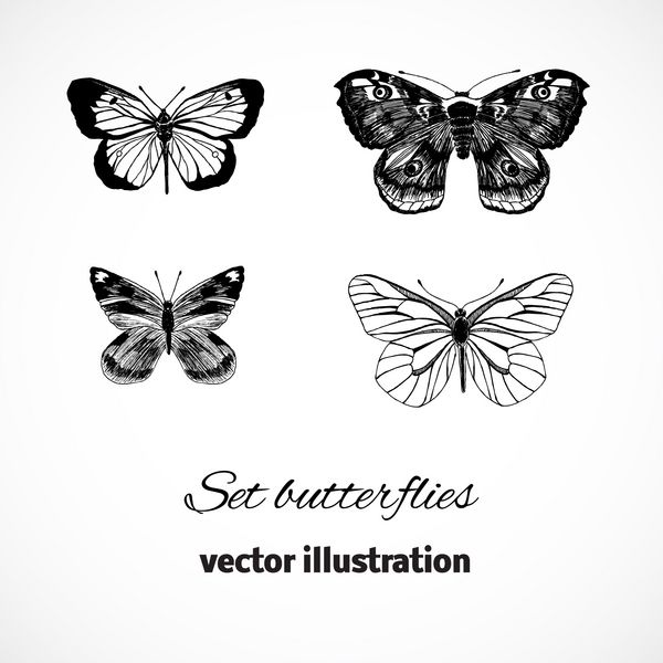 مجموعه ای از پروانه های جدا شده در پس زمینه سفید عناصر طراحی ست با پروانه وکتور
