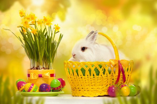 خرگوش کوچک خنده دار در میان تخم مرغ های عید پاک در سبد کارت تبریک با اسم حیوان دست اموز
