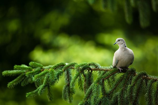 کبوتر طوقدار Streptopelia decaocto روی شاخه
