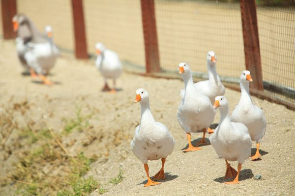 تعقیب غاز وحشی در مزرعه