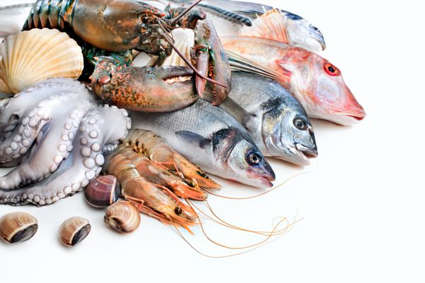 صید تازه ماهی و سایر غذاهای دریایی