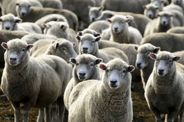 گله گوسفند نیوزلند