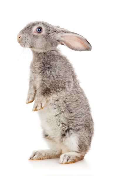 خرگوش خاکستری