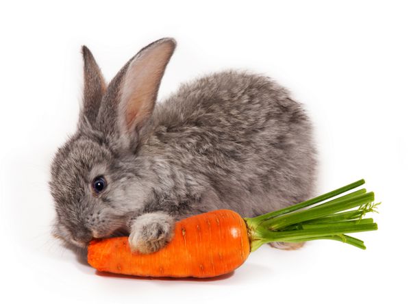 خرگوش با هویج جدا شده در پس زمینه سفید