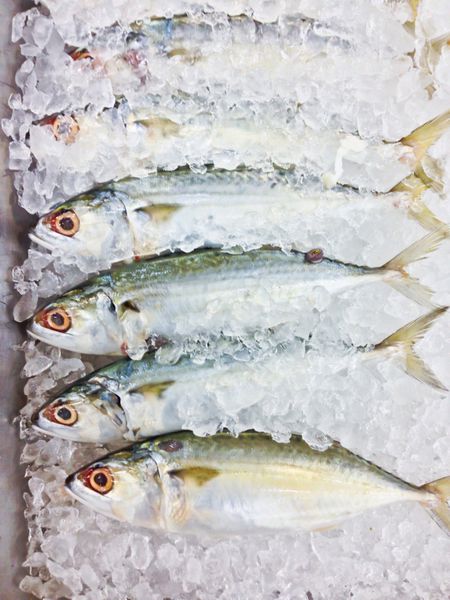 ماهی تازه روی یخ در بازار تایلند
