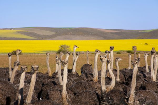 گروهی از شترمرغ ها در امتداد مسیر باغ با مزارع کلزای زرد در پس زمینه آفریقای جنوبی