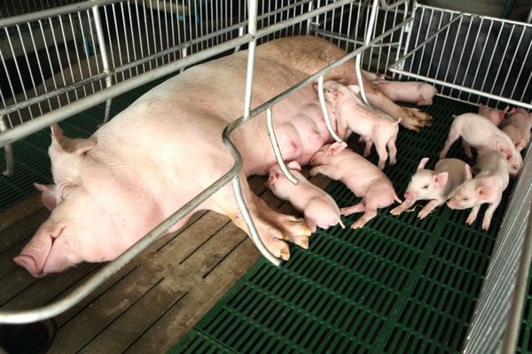 خوک های تازه متولد شده در حال تغذیه در لانه مدرن