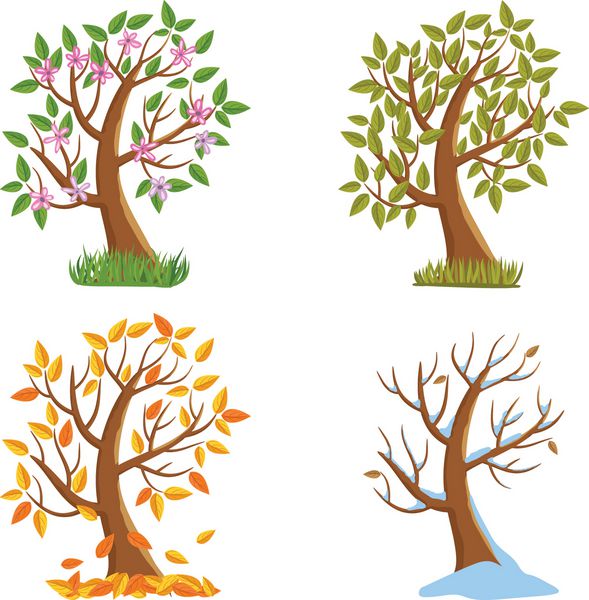 تصویر درخت فصل بهار تابستان پاییز و زمستان