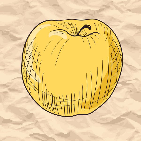 طراحی خطی سیب روی کاغذ وکتور