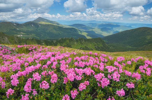 منظره کوهستانی تابستانی با گل های زیبا علفزار بزرگ گل رودودندرون کوه های کارپات اوکراین اروپا Goverla برتر را مشاهده کنید