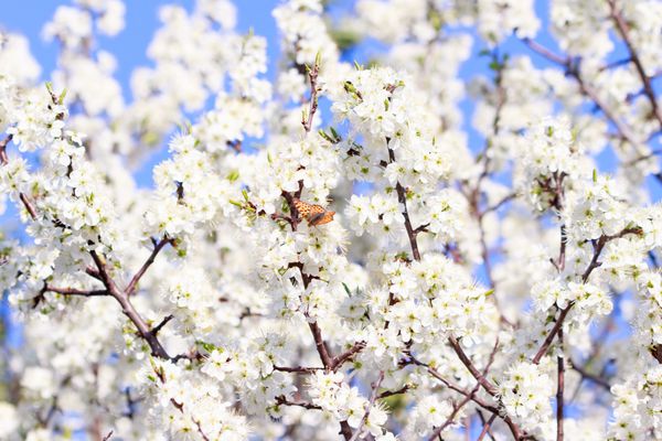 درخت شکوفه با گل های سفید در بهار