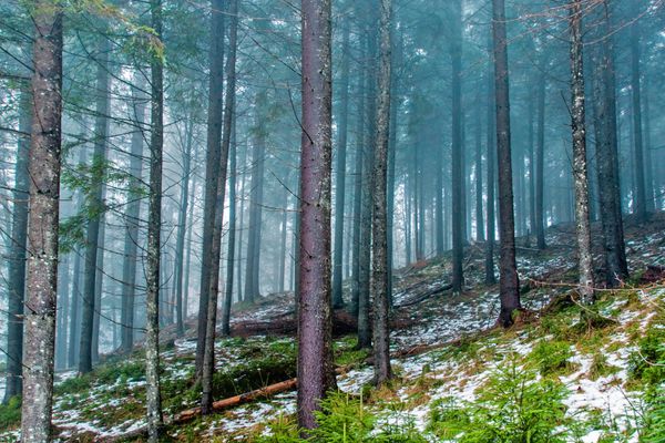 جنگل بهاری در صبح مه آلود کارپات ها اوکراین