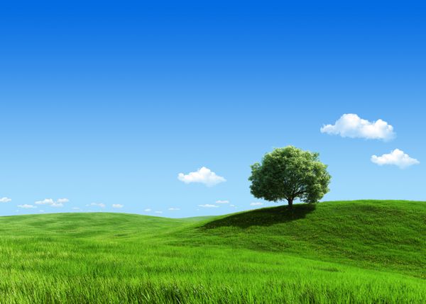 مجموعه طبیعت - قالب درخت سبز مراتع 1