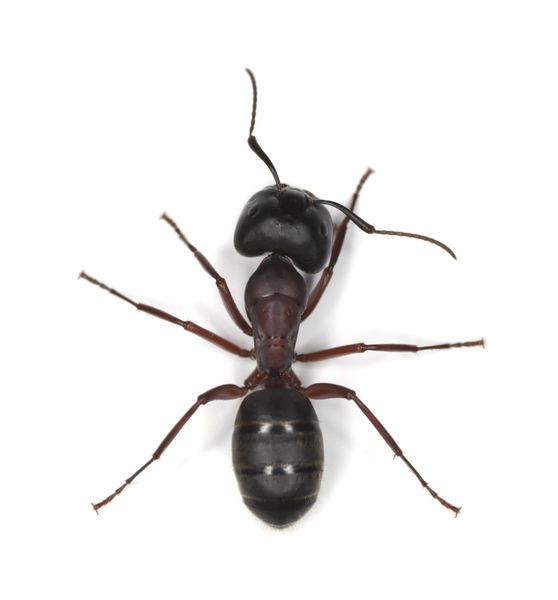 مورچه نجار جدا شده در پس زمینه سفید این مورچه یک آفت بزرگ در خانه ها است