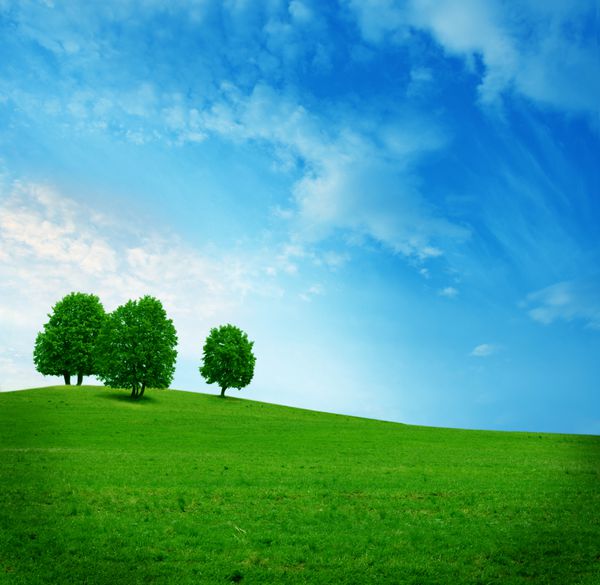 سه درخت در زمین سبز