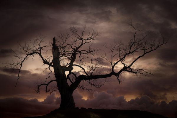 شبح درخت لخت در برابر آسمان بد خلق در غروب آفتاب