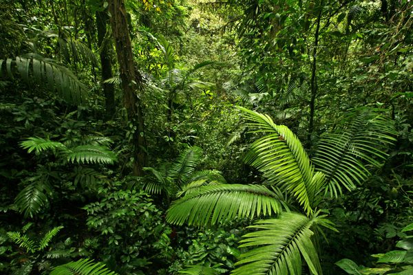 صحنه ای که مستقیماً به جنگل بارانی متراکم استوایی نگاه می کند در کاستاریکا گرفته شده است